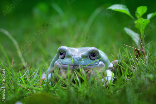 Dumpy frog on garden, tree frog