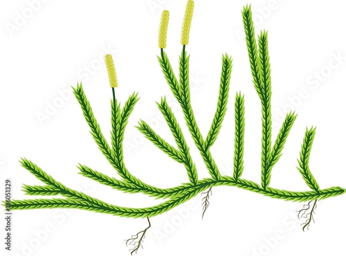 Lycopodium (Running clubmoss or Lycopodium clavatum) on white background