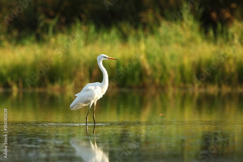 Ardea alba. The wild nature of the Czech Republic. Spring Glances. Beautiful nature of Europe. Big bird in water. Green color in the photo. Nice shot.