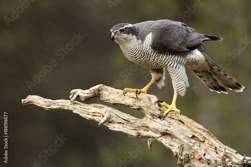 Adult male of Northern goshawk, Accipiter gentilis