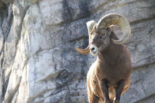 Majestic bighorn with an impressive horn