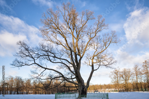 Old Oak in Gatchina Park