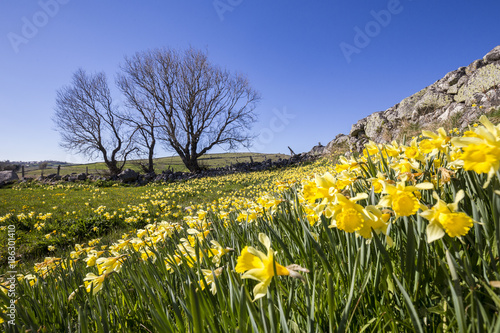 Plateau de l'Aubrac, champ de Narcisse jaune appelé communément Jonquille