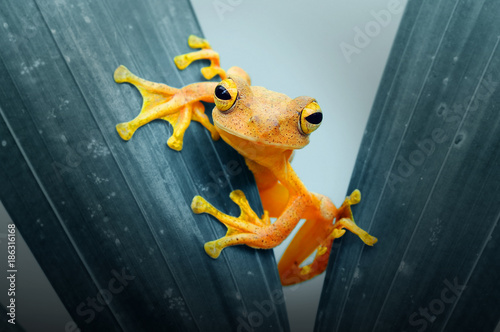 dumpy tree frog