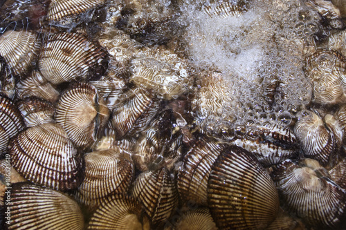 cockles in water in detail, sea food as a background