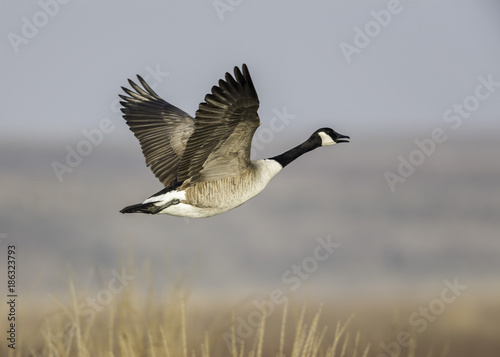 Canada Goose