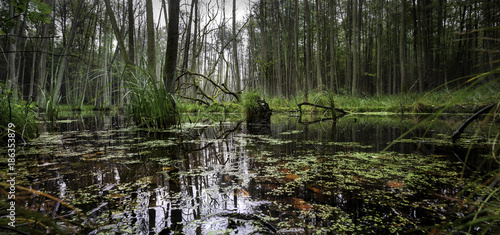 eine wilde, sumpfige Landschaft in Deutschland