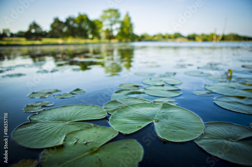 Lily Pads in Pond