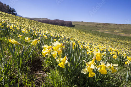 Prairie couverte de Narcisse jaune (Narcissus pseudonarcissus) appelé communément Jonquille, Aubrac 