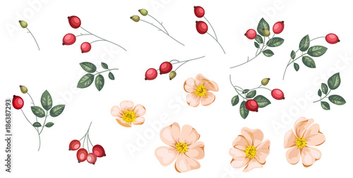 Set of rosehip`s flowers and berries.