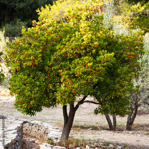 arbousier en garrigue