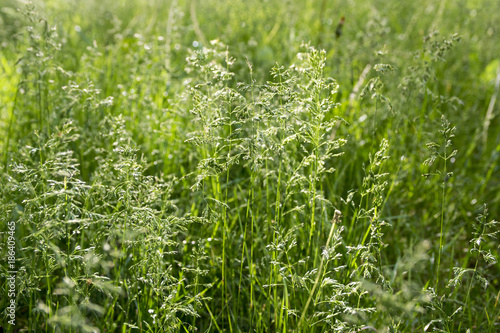 Poa pratensis green meadow european grass