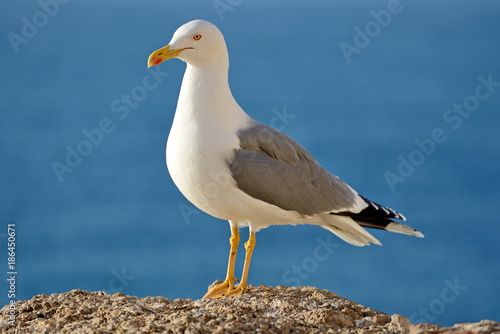 Seagull