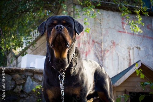 portrait of purebred rottweiler dog in the garden