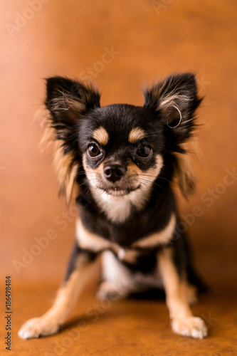 cute chihuahua dog studio shoot on white leather background
