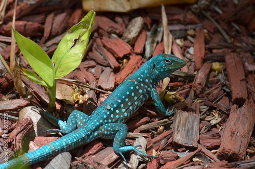 Common Aruban Whiptail Lizard in a Brilliant Shade of Blue