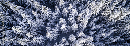 aerial flight with drone over coniferous forest in winter in austria in salzburg