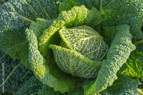 Frisches Gemüse auf dem Feld - Kohl vom Bauernhof 