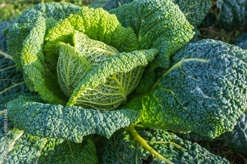 Frisches Gemüse auf dem Feld - Kohl vom Bauernhof 