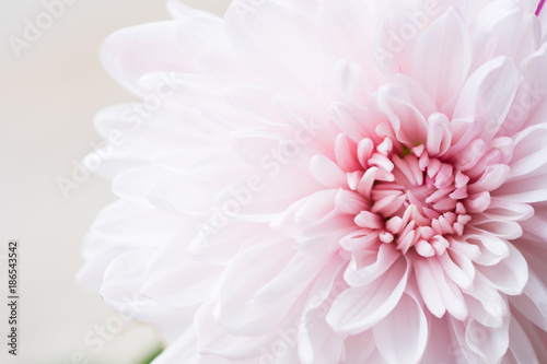 beautiful single chrysanthemum, top view, extreme macro image.
