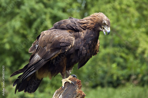 Golden Eagle - Scottish Highlands