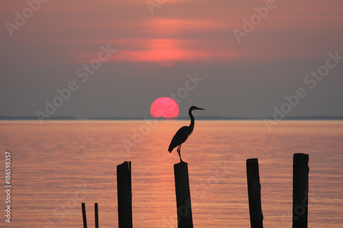 Heron perching on a piling at sunrise on the Chesapeake Bay in Chesapeake Beach, Calvert County, Maryland, USA.