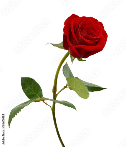 Single beautiful red rose isolated on white background