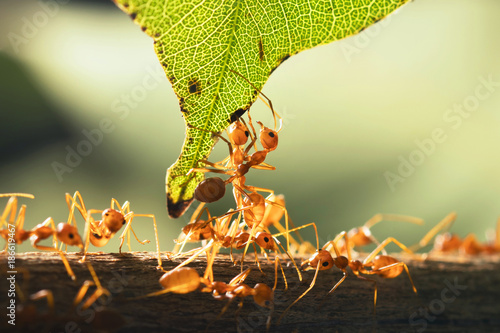 close up teamwork red ant standing with green leaf