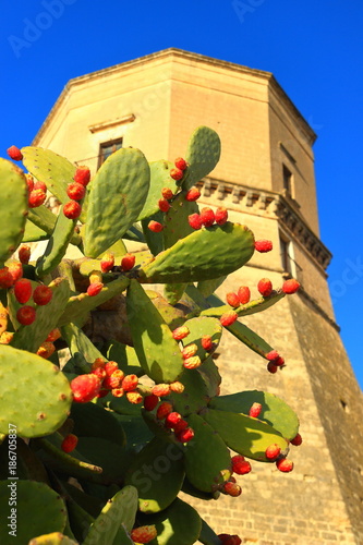 Opuntia fruit, Massafra, Puglia, Italy