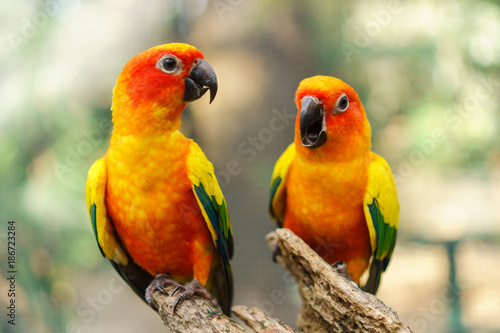 Beautiful colorful sun conure parrot birds on the tree branch