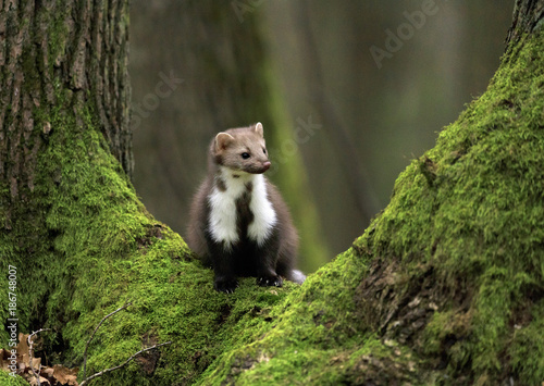 Stone marten on an old tree