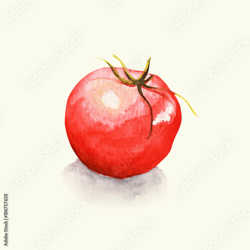 Pomidor- ilustracja ręcznie malowana