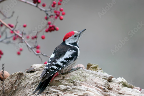 The middle spotted woodpecker sits on a log on a blurred gray background with red hawthorn berries