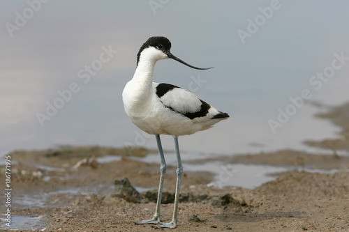 Young pied avocet (Recurvirostra avosetta) stands on the shore of the lake and looks into the camera. Differences from young birds are clearly visible