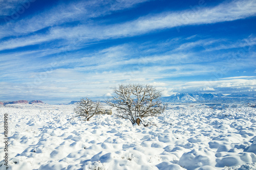 Trees with Snow and Blue Sky with Mountain in the Background