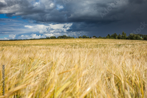 Ripe grain field in summer afternoon.