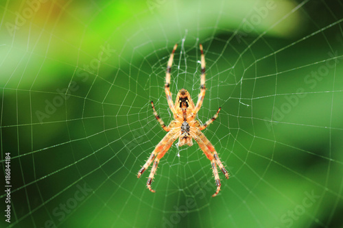 spider on the green background