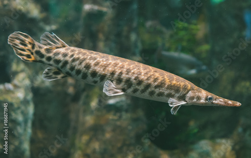 Duckbill catfish in the zoo. Lepisosteus platyrhincus.