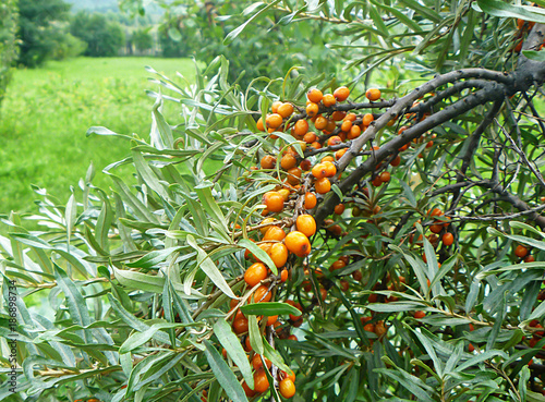 Sea buckthorn grows in garden