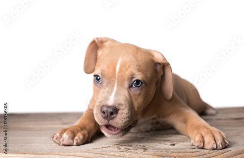 American staffordshire terrier dog