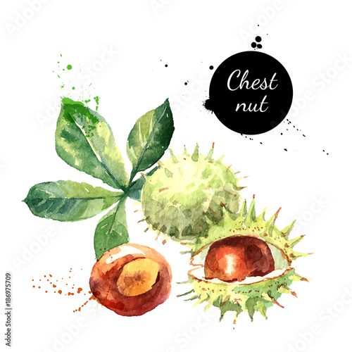 Hand drawn watercolor painting of chestnut isolated on white background. Vector llustration of nut for your design