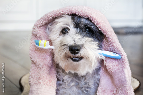 Poodle Dog with Toothbrush in the Mouth and Pink Towel.Ready for Bath