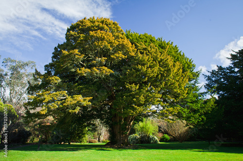 Old yew tree in the garden.