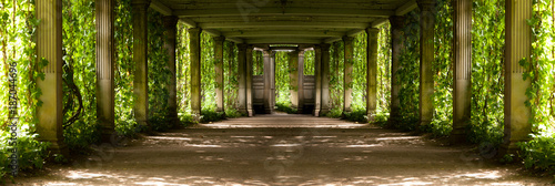 panorama of a colonnade with old columns covered with wild grapes, highlighted with backlight