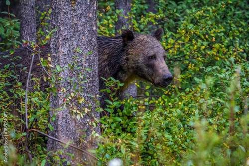 Grizzly on the prowl, Banff National Park, Alberta, Canada