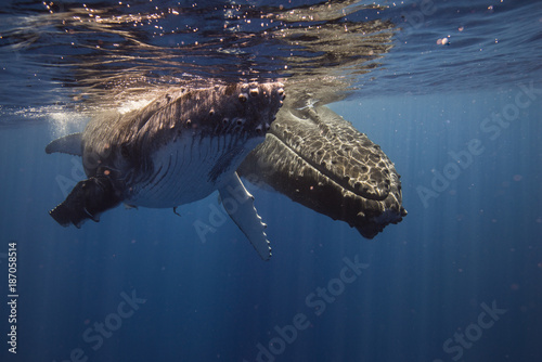 Humpback whales and Calf underwater