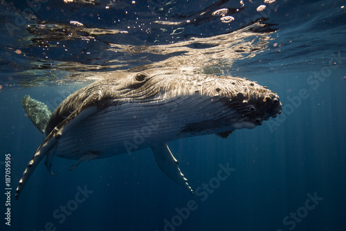 Humpback whales play in blue ocean underwater