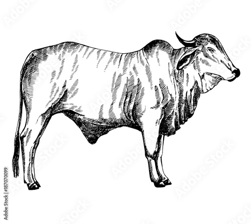 Hand drawn sketch style zebu cattle. Vector illustration isolated on white background.