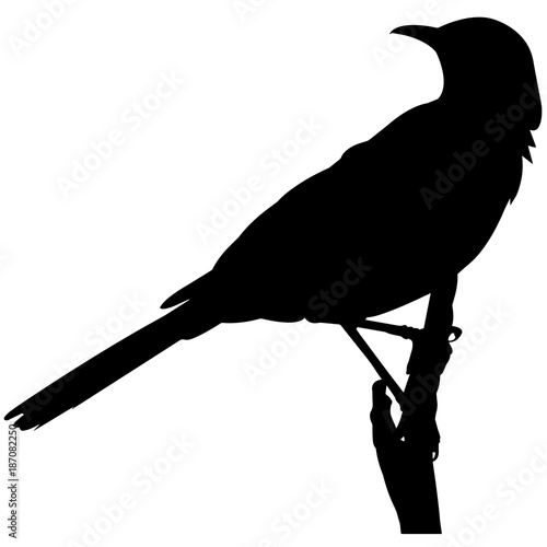 Mocking bird Silhouette Vector Graphics