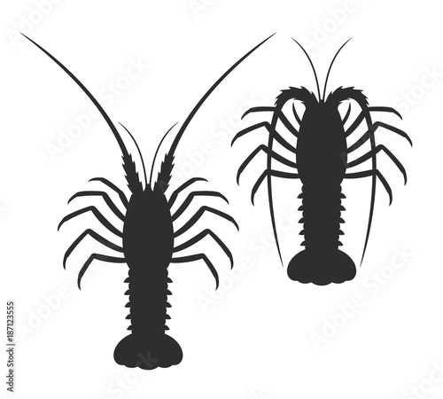 Spiny lobster silhouette. Isolated spiny lobster on white background